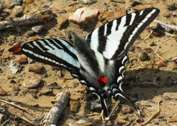 Zebra Swallowtail